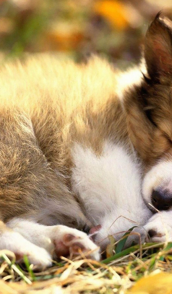 Маленький вельш-корги спит на ботинке