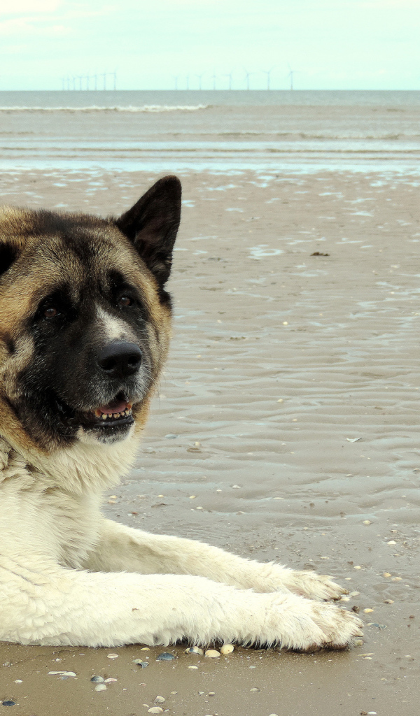 Улыбка американской акиты