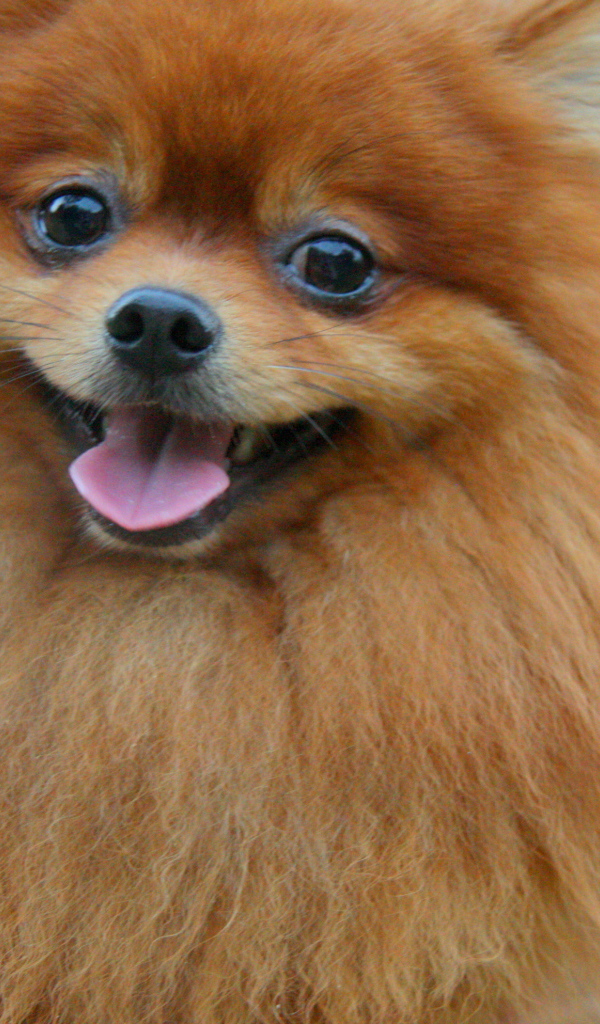 Улыбчивый немецкий шпиц