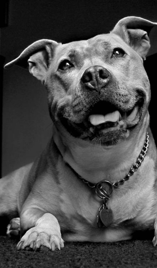 Улыбчивый пес питбуль