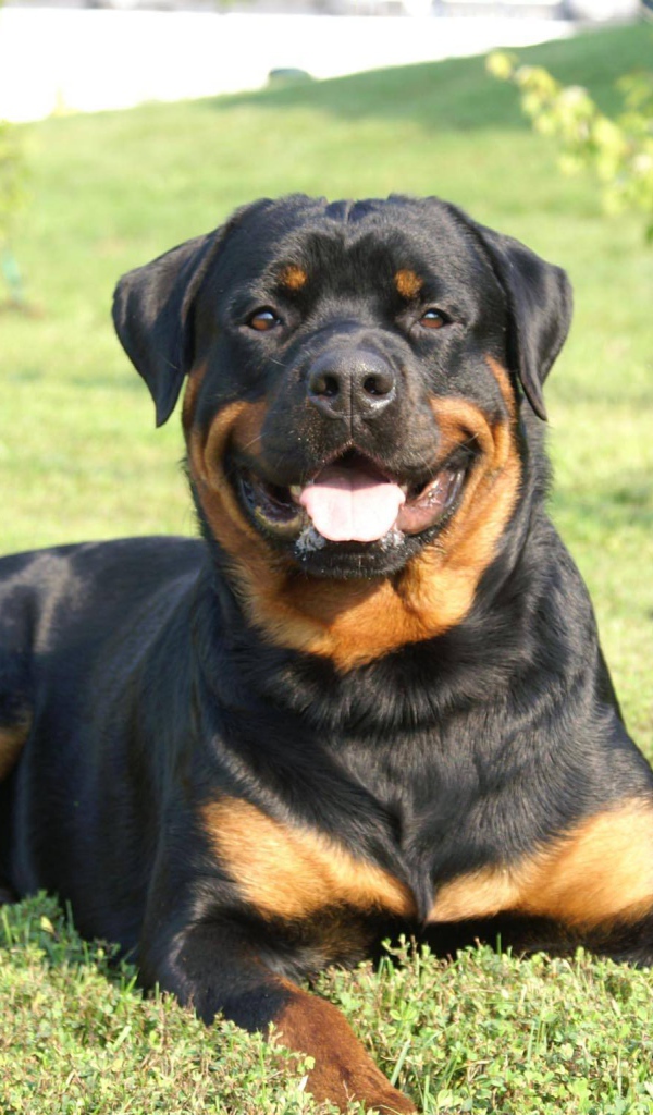 Улыбающийся пес ротвейлер