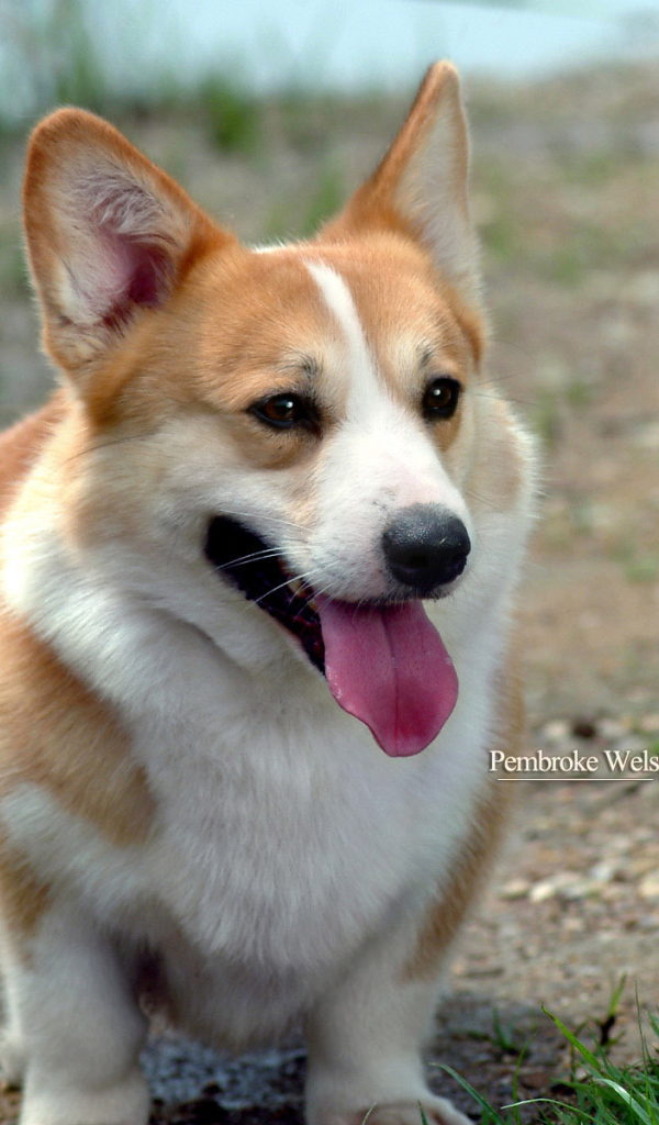 Улыбающийся пес вельш-корги