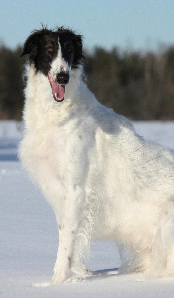 Улыбчивая борзая собака