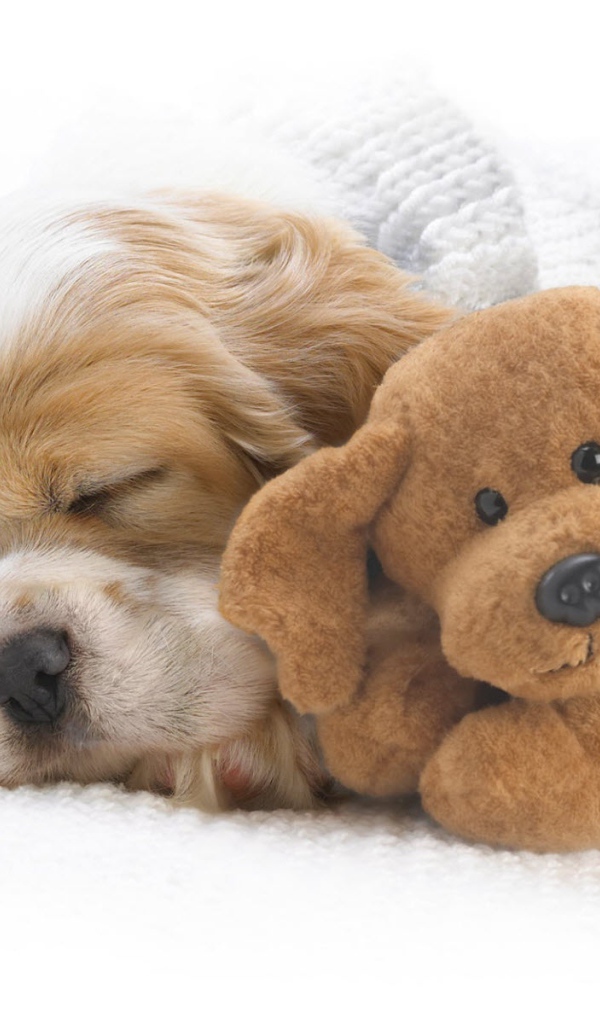 Собака с игрушкой