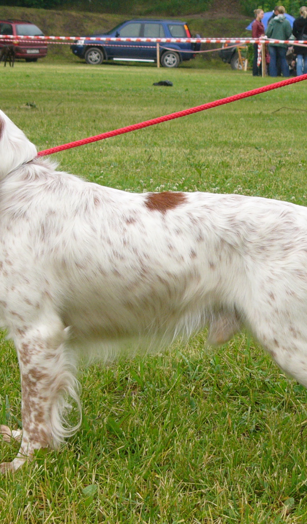 Собака спаниель на выставке