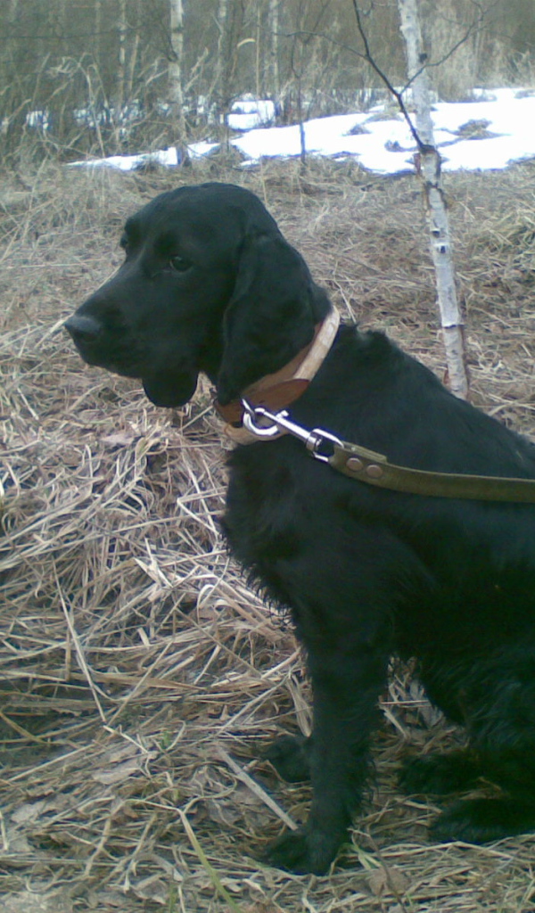 Собака спаниель в весеннем лесу