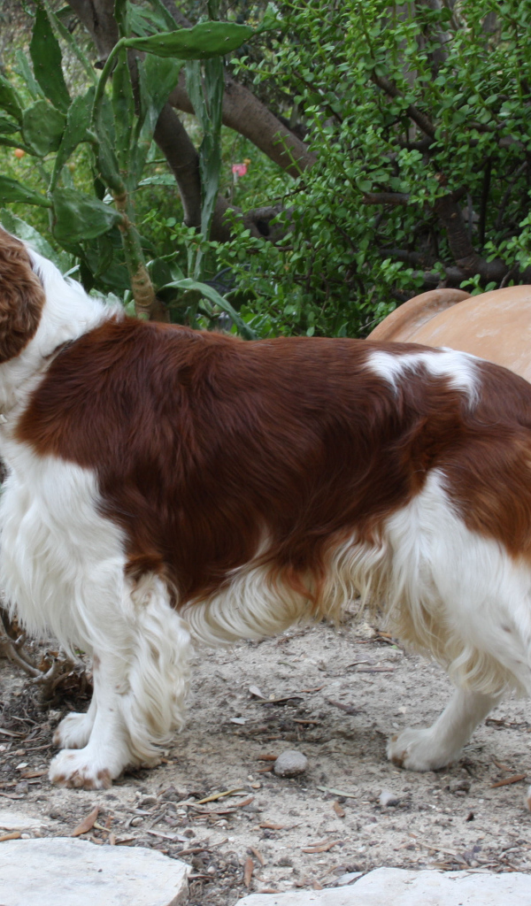 Собака спаниель в саду