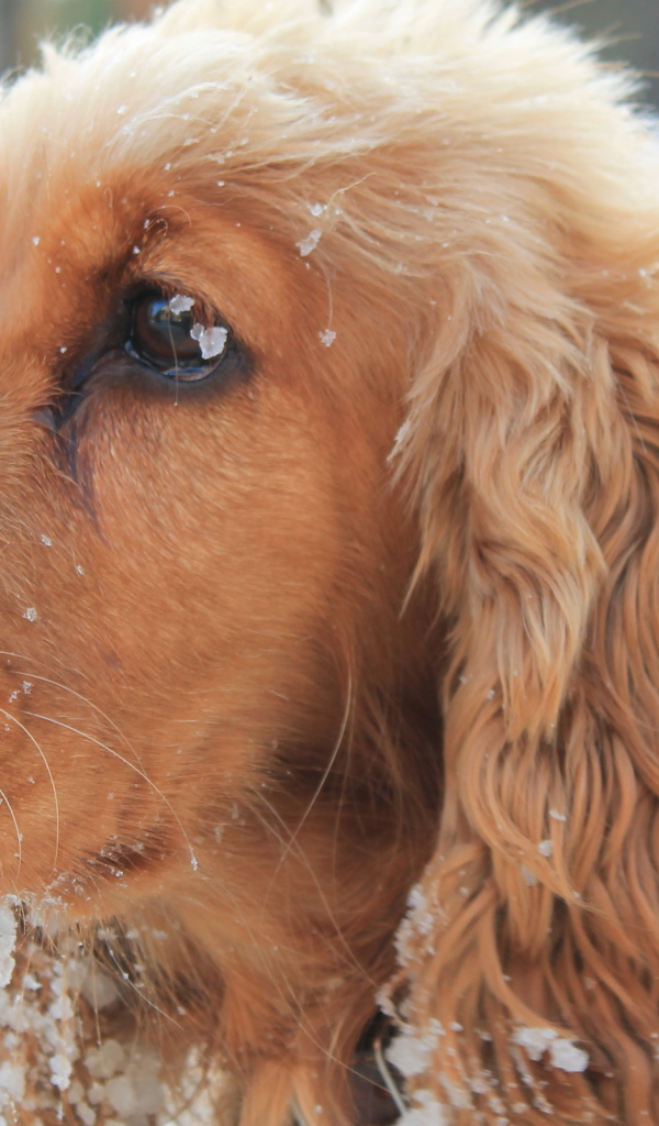 Собака спаниель в снегу