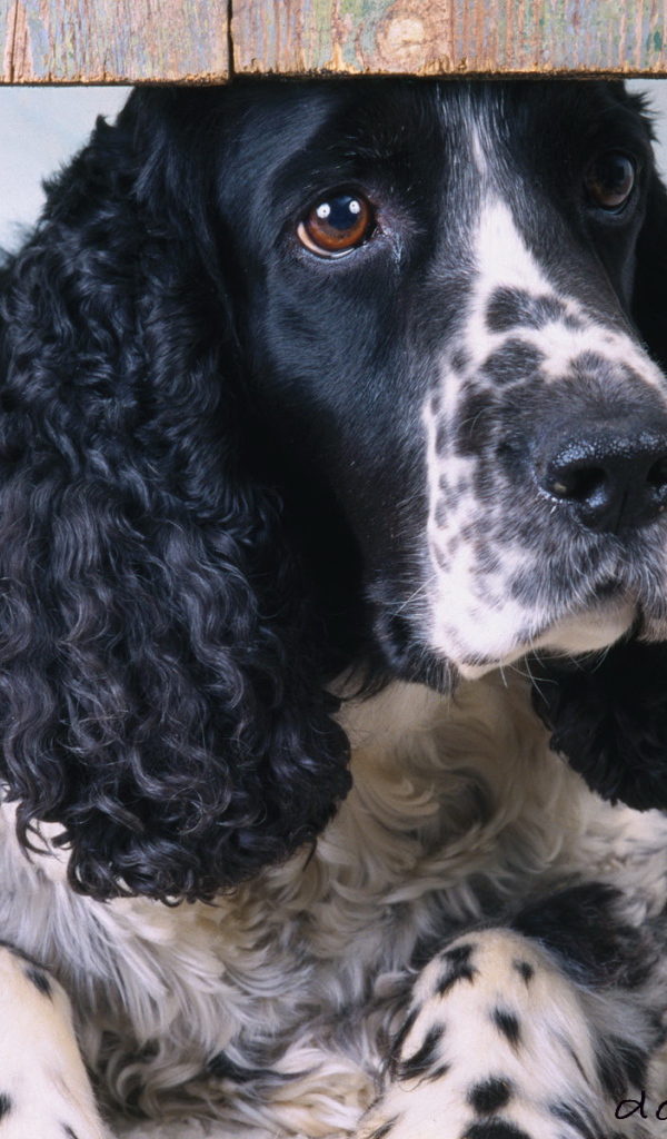 Пес спаниэль смотрит в окно
