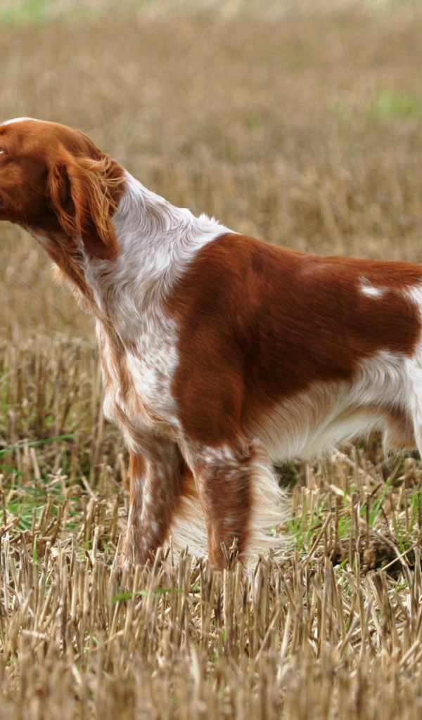 Собака спаниель на охоте