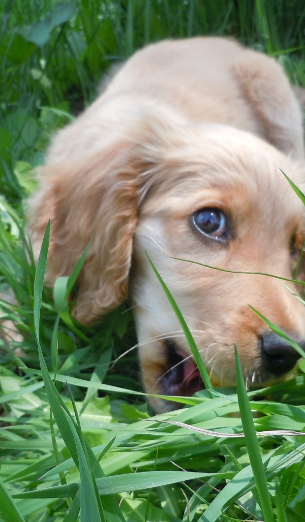 Собака спаниель играет