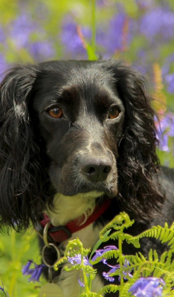 Спаниель в весеннем цвету