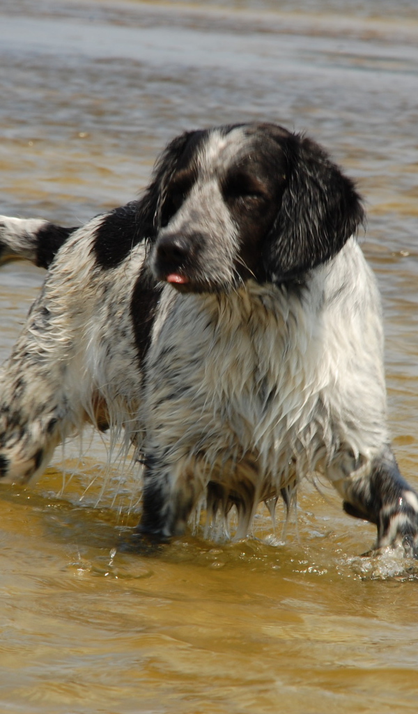 Спаниель играет в воде