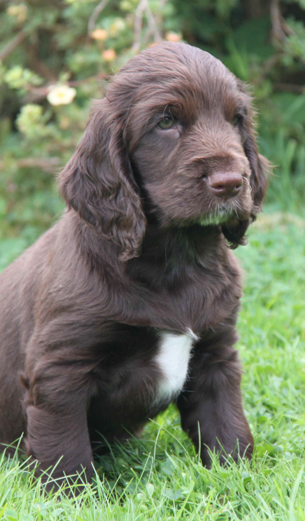 Щенок спаниель в поле