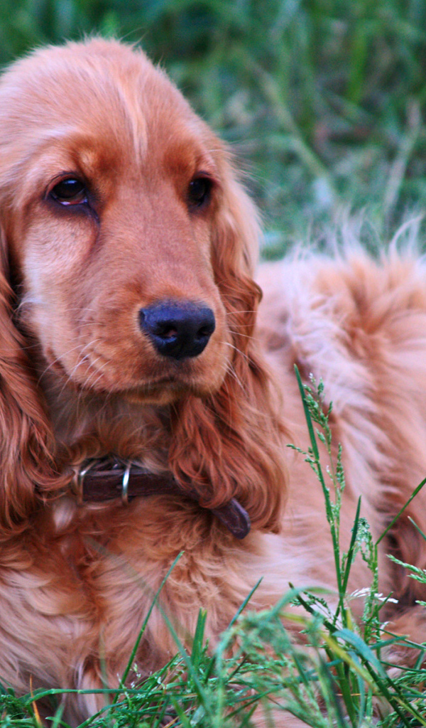 Спаниель гуляет на лугу