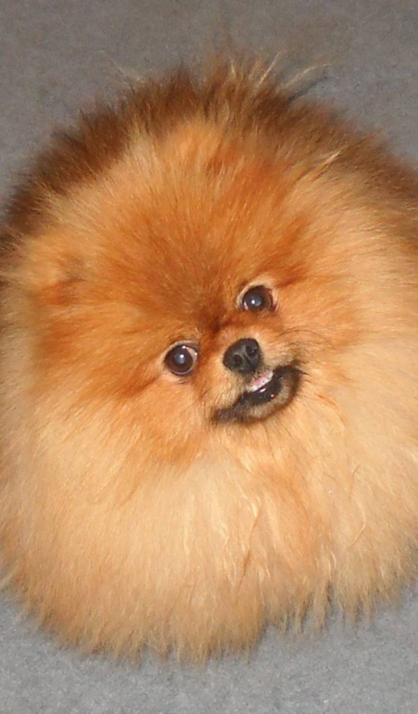 Шпиц пушистое облако