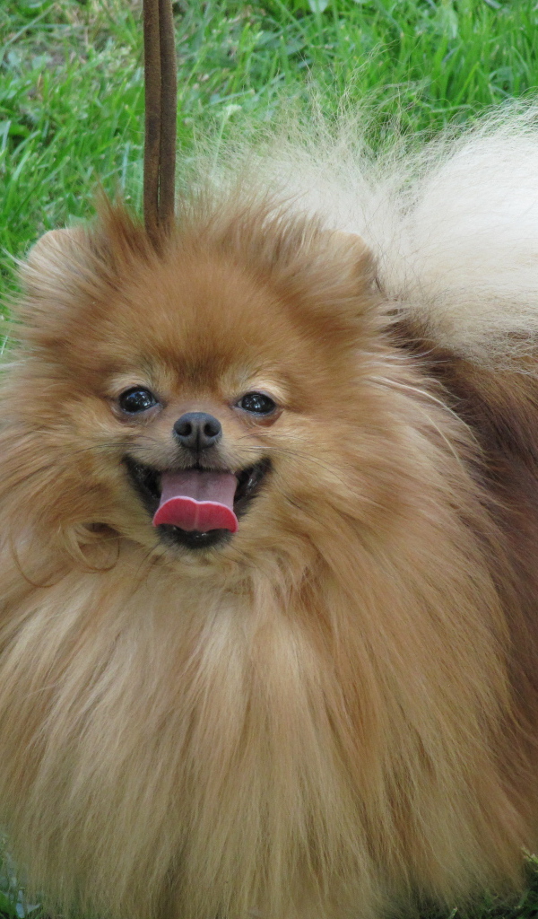 Шпиц на лугу улыбается