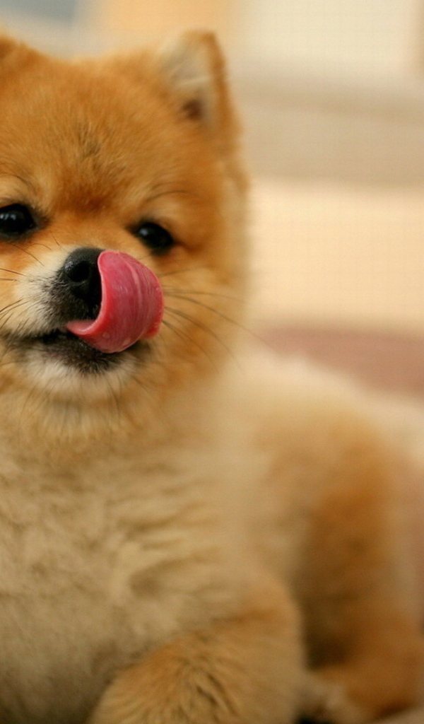 Шпиц облизывает нос