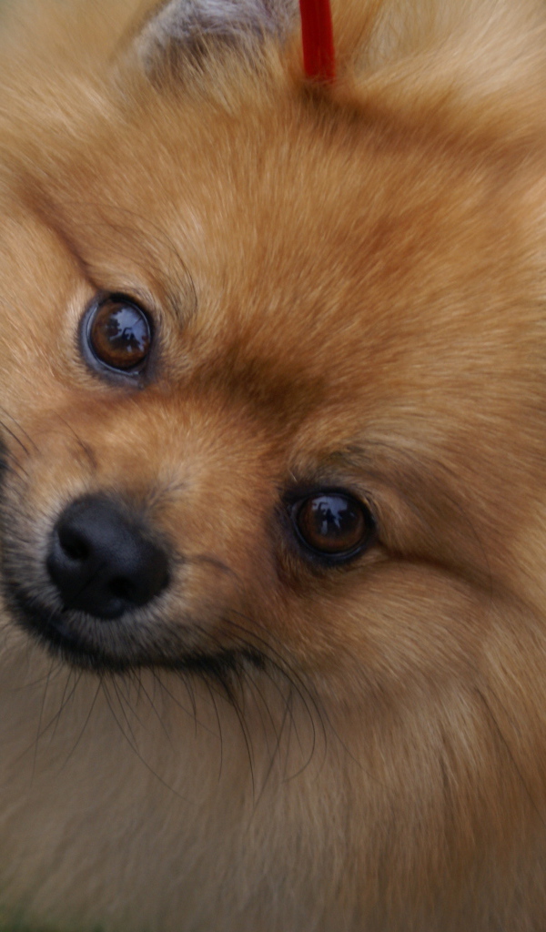 Шпиц смотрит в камеру