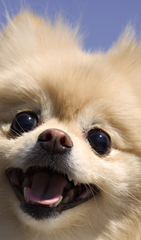 Шпиц на фоне неба