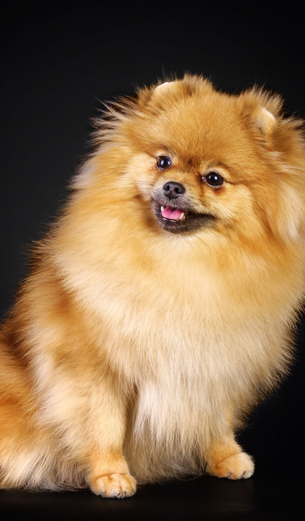 Шпиц на черном фоне