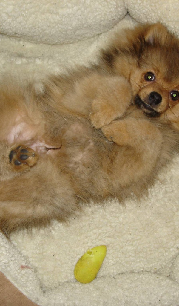 Шпиц отдыхает в кроватке