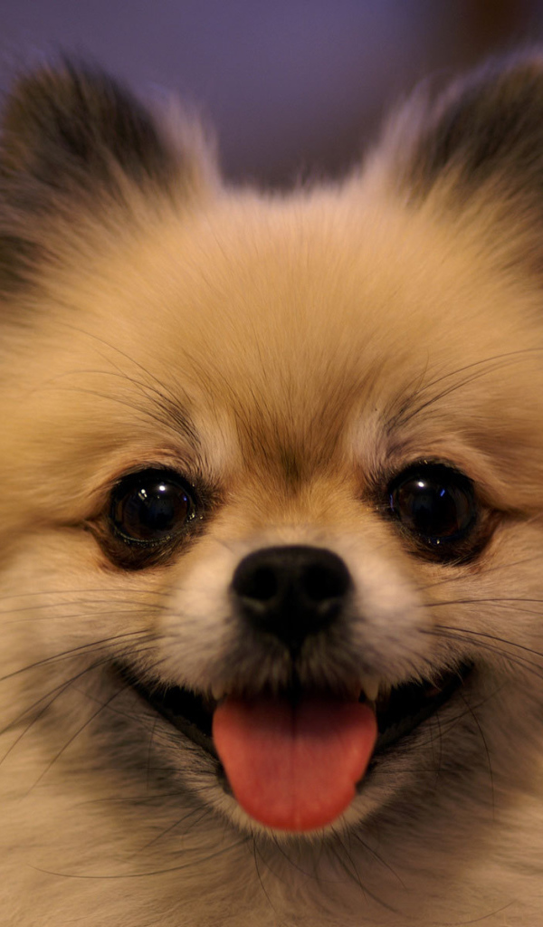 Шпиц показывает язык