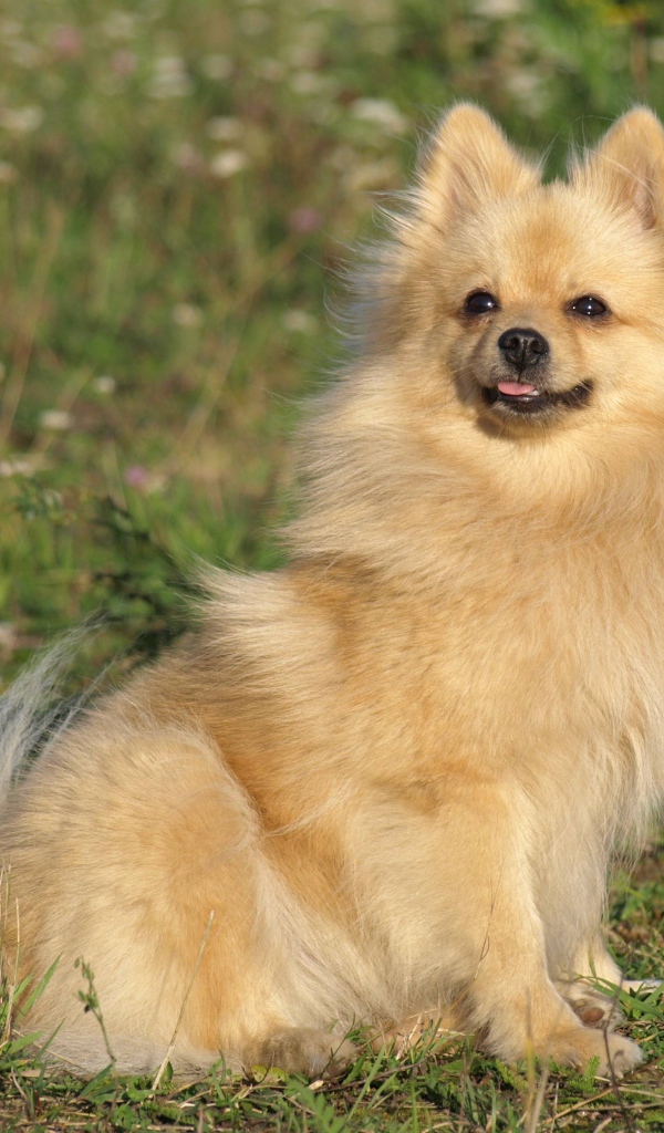 Шпиц на прогулке