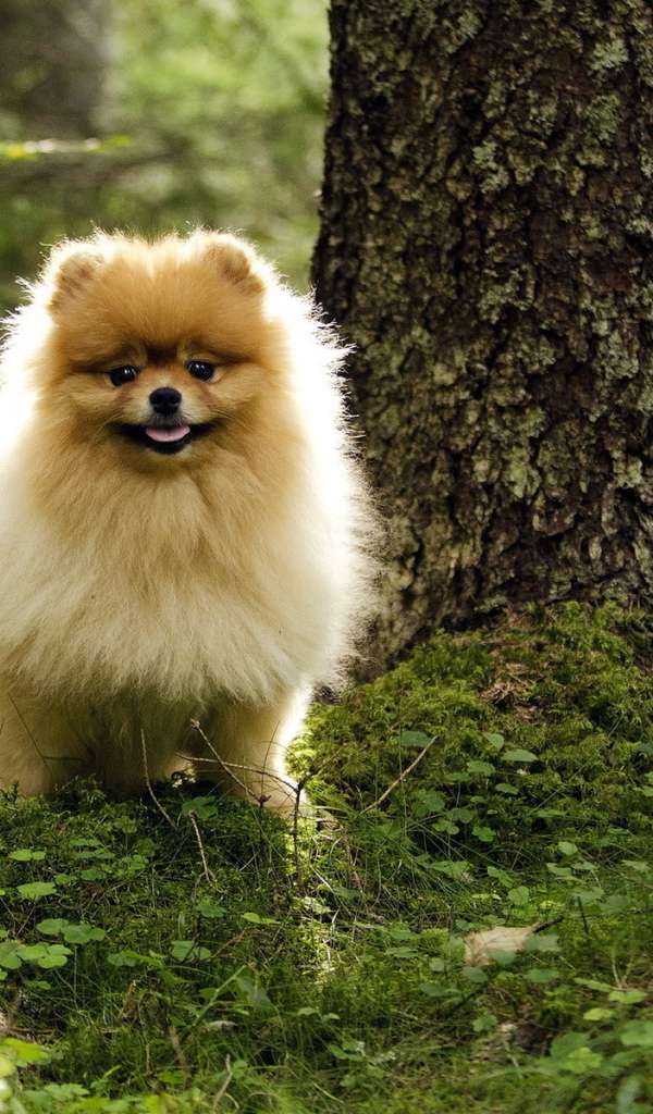 Шпиц гуляет в лесу