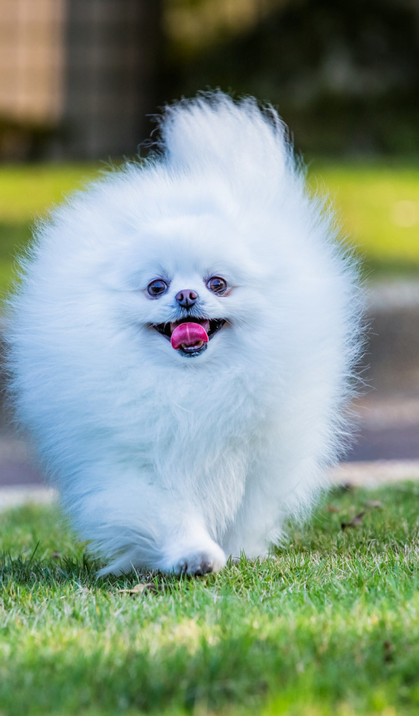 Шпиц белое облако