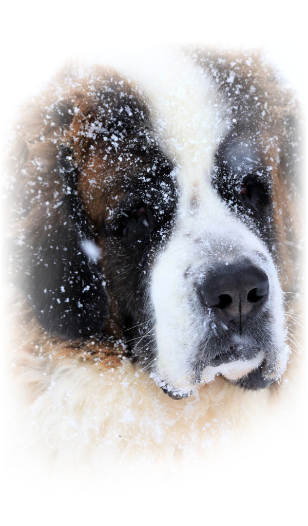 Сенбернара присыпало снегом