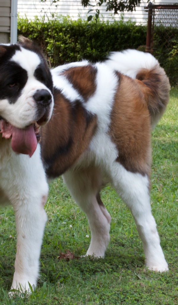 Сенбернар во дворе