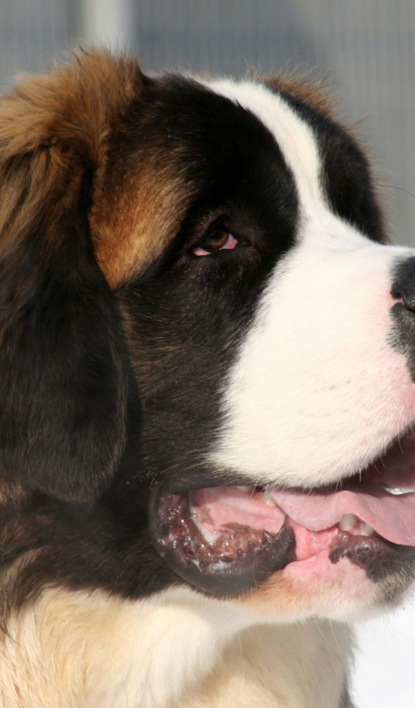 Собака сенбернар зимой