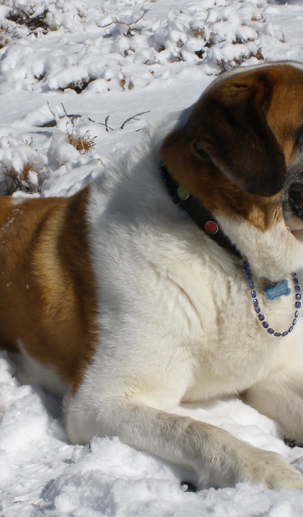 Сенбернар лежит в снегу