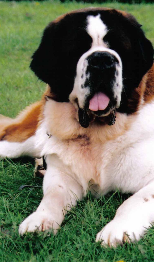 Сенбернар лежит на газоне
