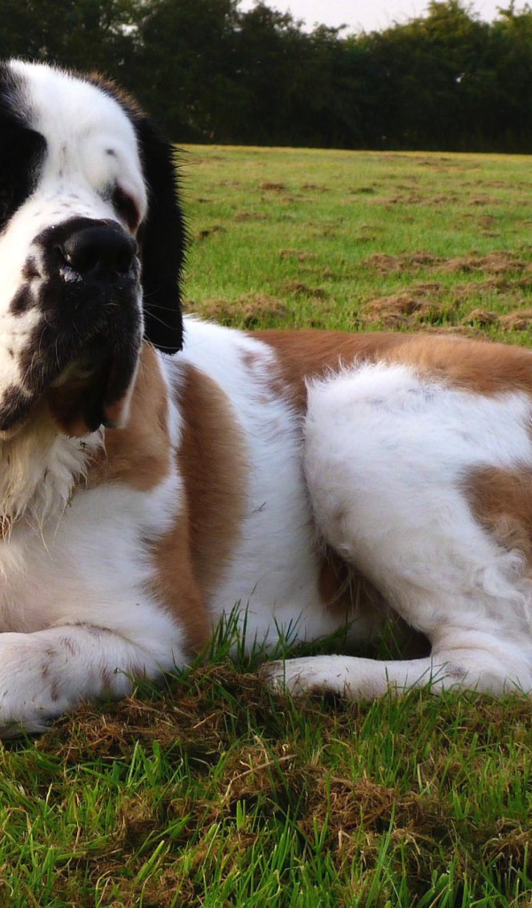 Сенбернар отдыхает на газоне