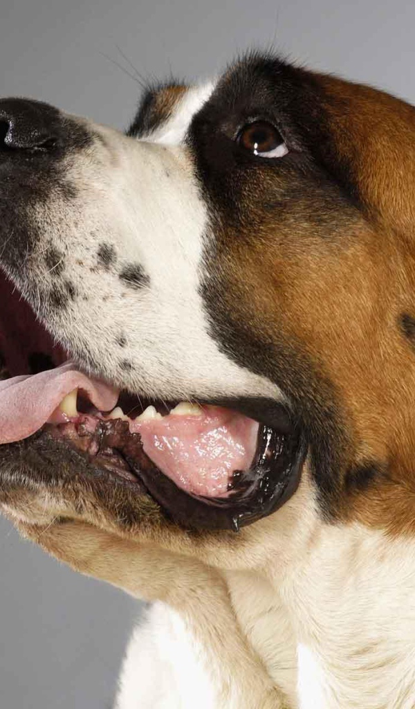 Пасть собаки сенбернара