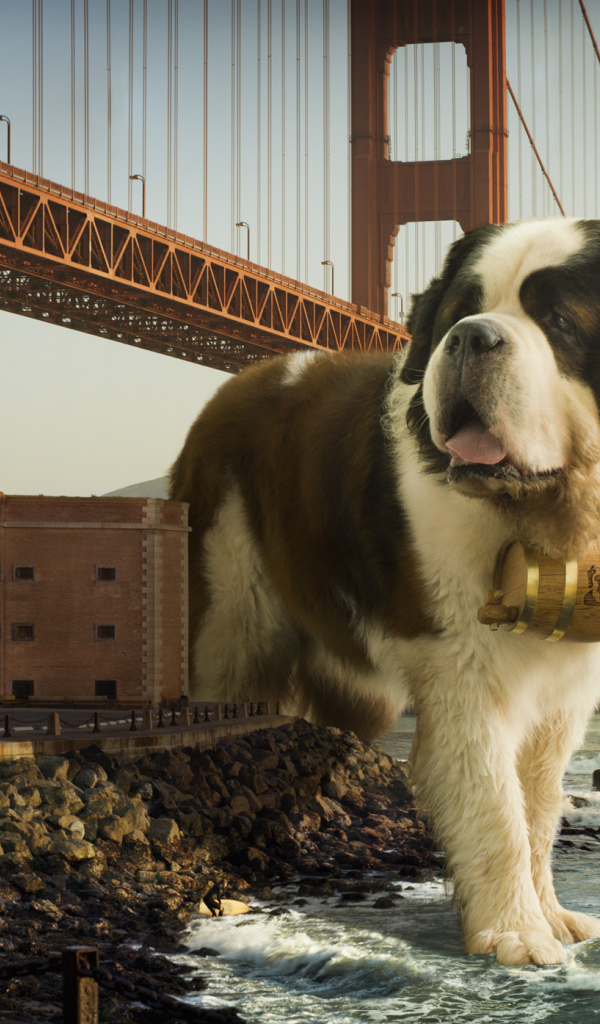 Сенбернар в Сан-Франциско