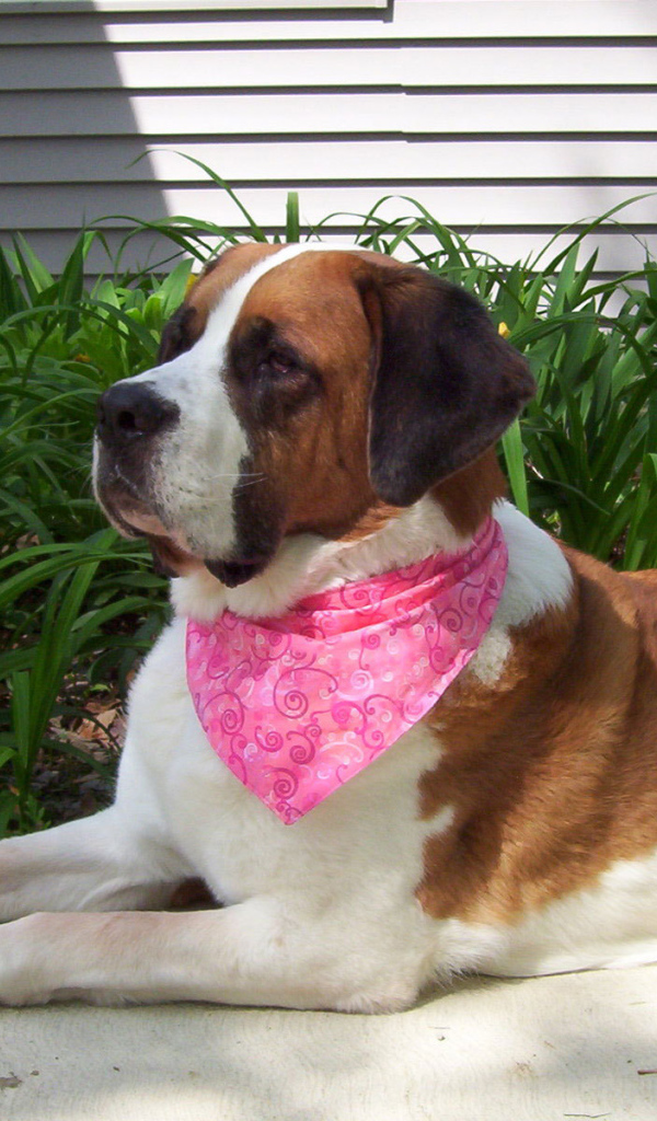Сенбернар в розовой повязке