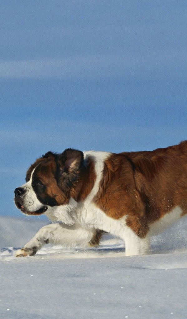 Сенбернар в сугробе
