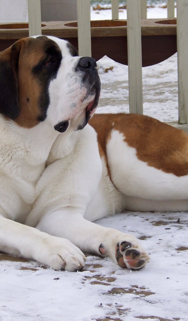 Сенбернар лежит у забора