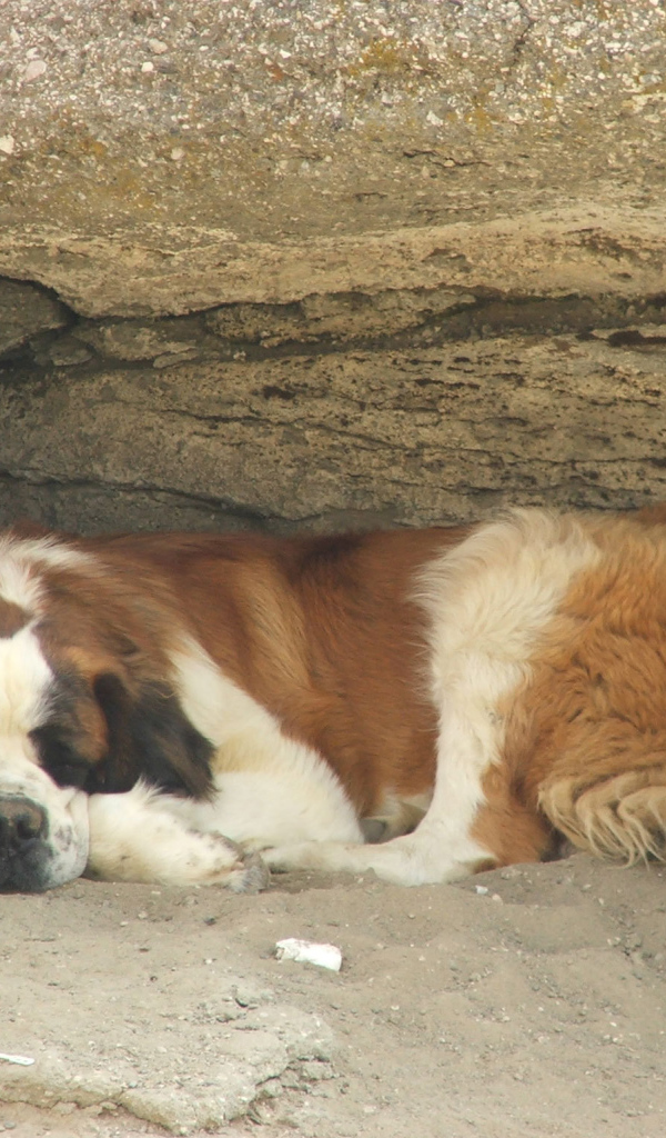 Сенбернар прилег отдохнуть под скалой