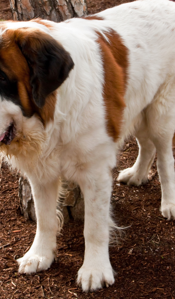 Сенбернар на земле