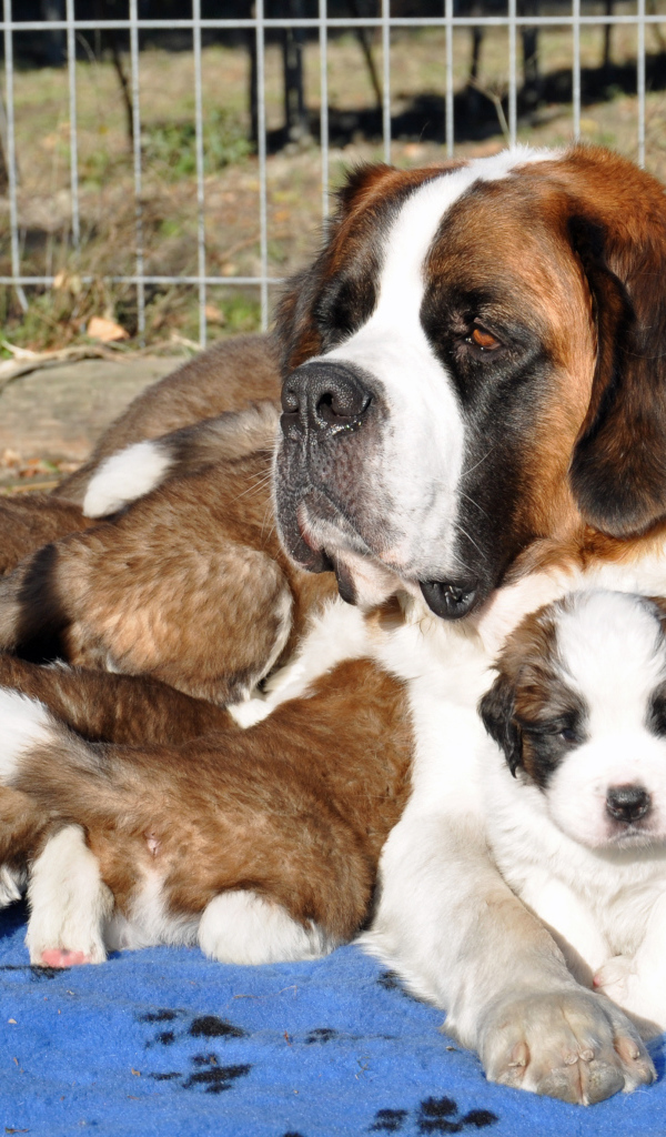 Мама сенбернар с щенками