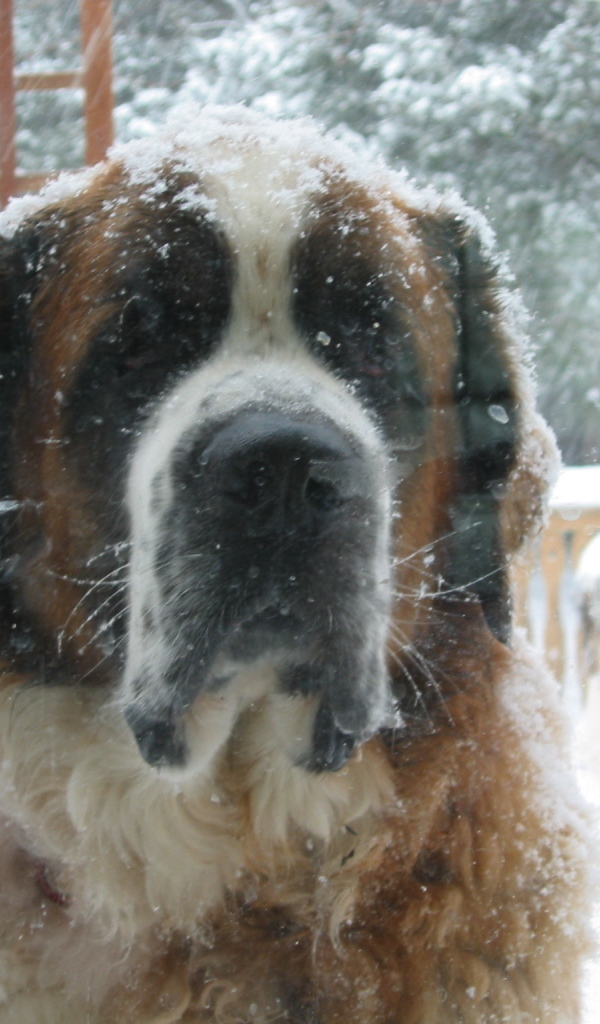 Сенбернара заметает снегом
