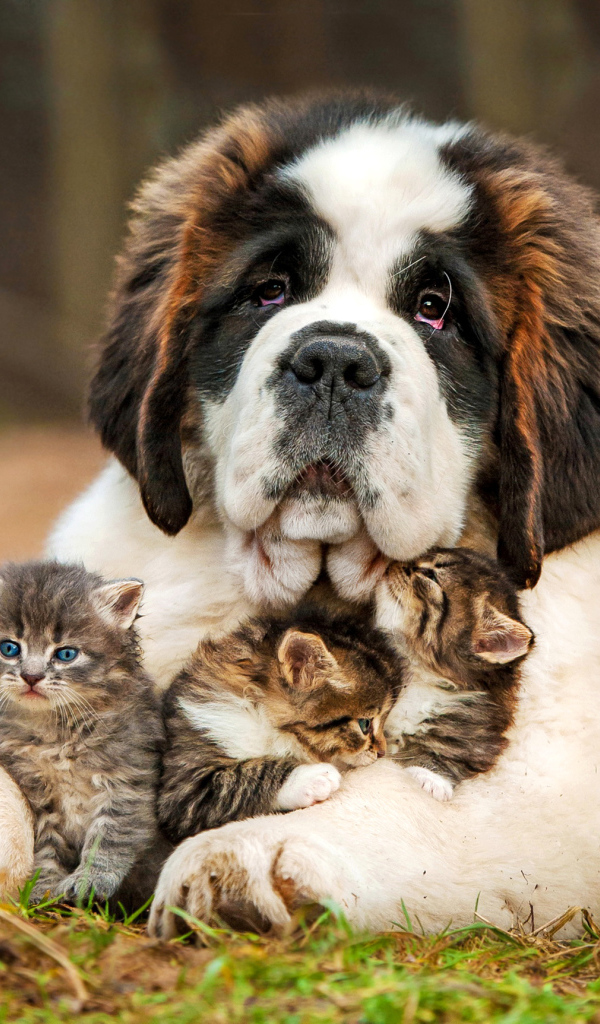Сенбернар с котятами