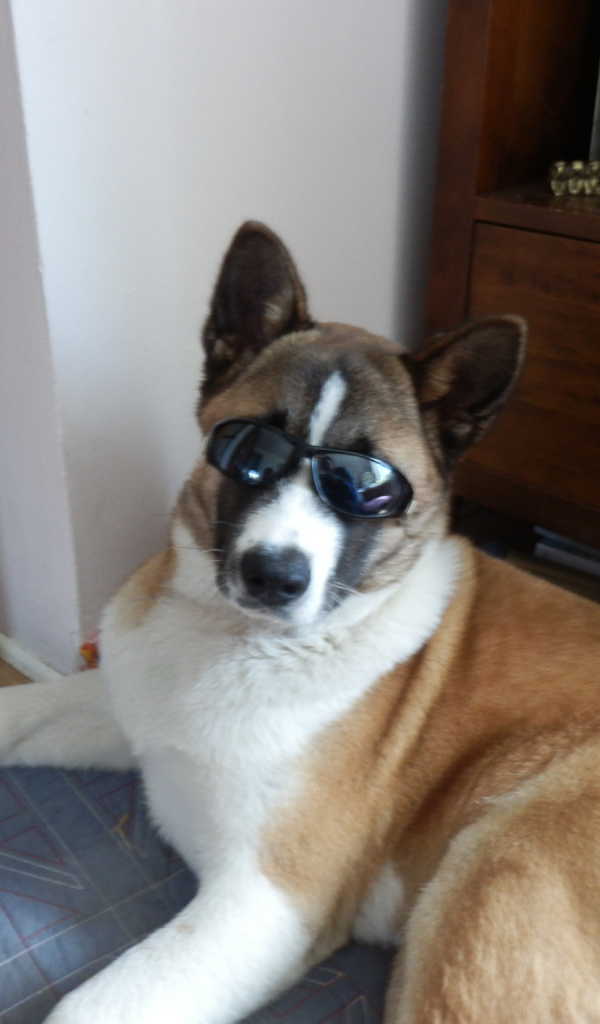 Крутой пес американская акита