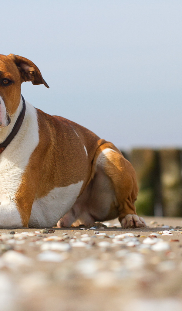 Строгий взгляд пса