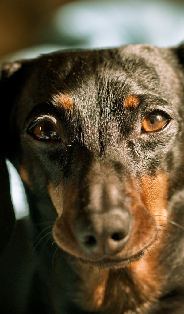 Строгий взгляд таксы