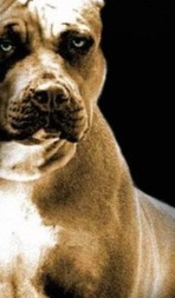 Строгий взгляд питбуля